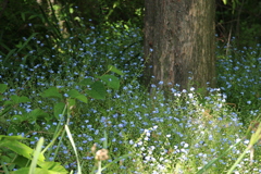 五月の匂い１６