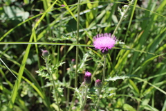 何度撮っても上手く撮れないアザミ