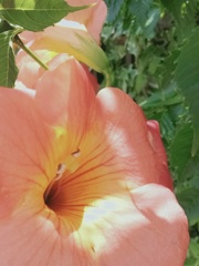 暑くなってきましたね