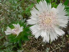 頑張って咲いてごらん