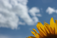ひまわりと空