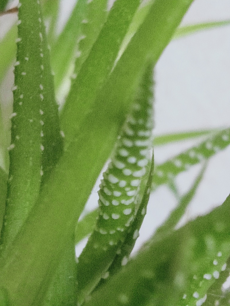 部屋の植物