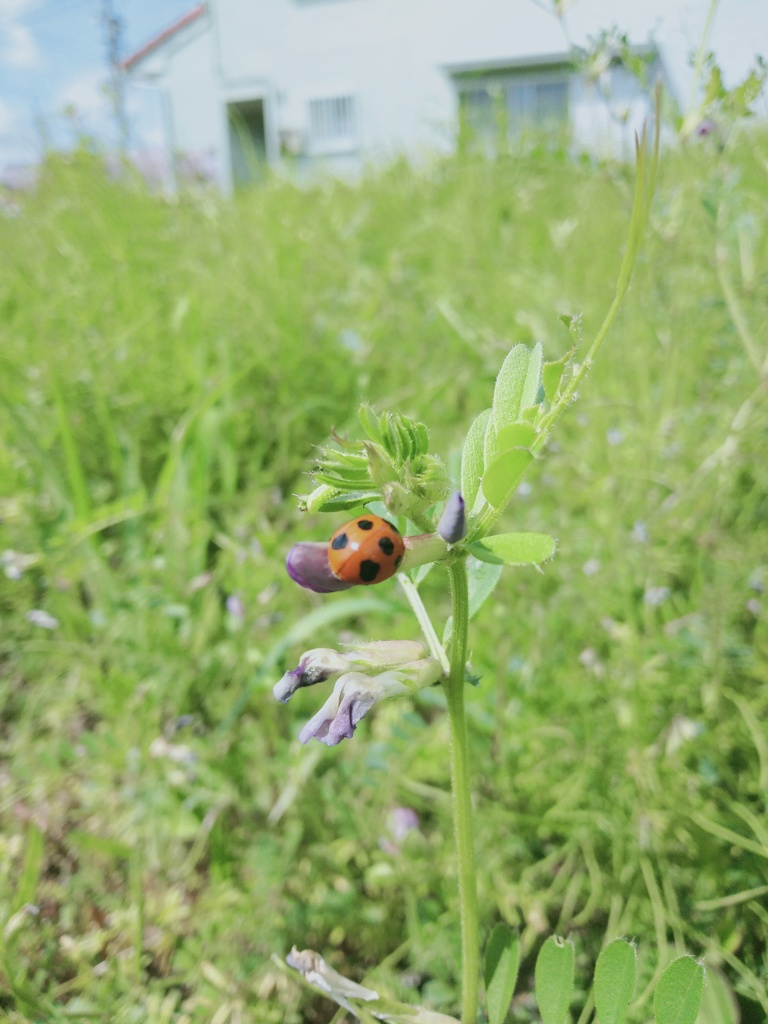 てんとう虫見つけた