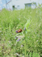 てんとう虫見つけた