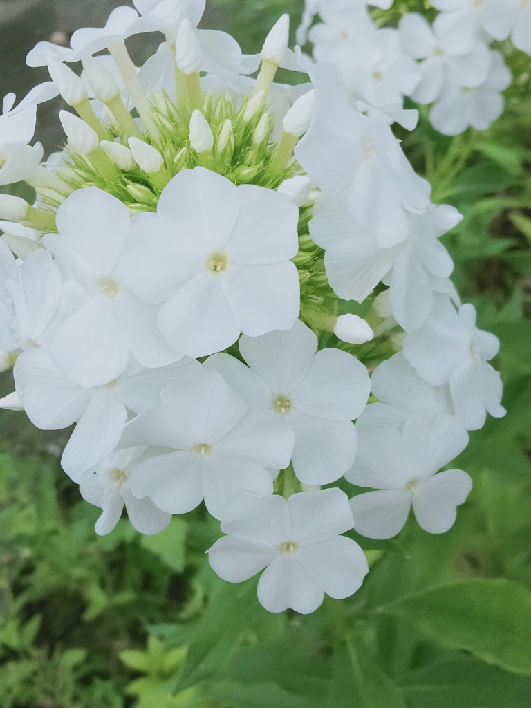 白い花