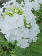 白い花