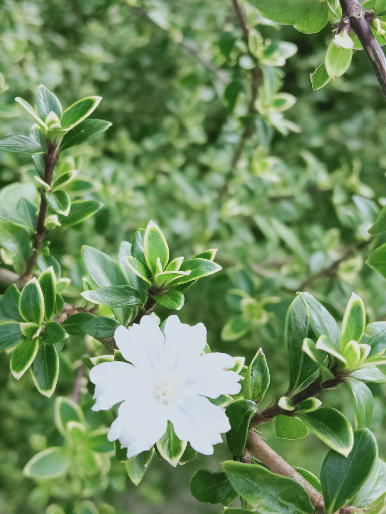 散歩道での出会い1