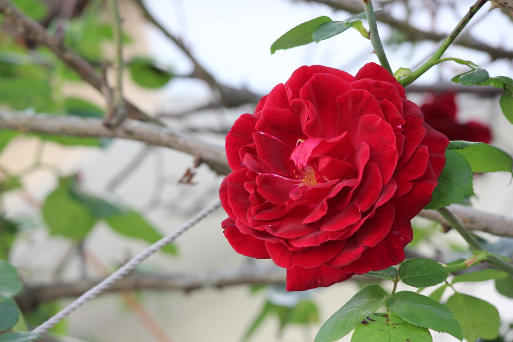 情熱の赤いバラ