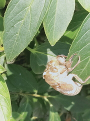 飛び立ったんだね