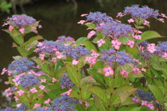 紫陽花5