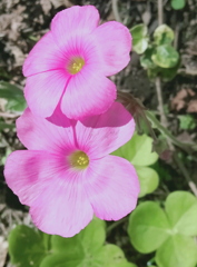 ピンクの花よ