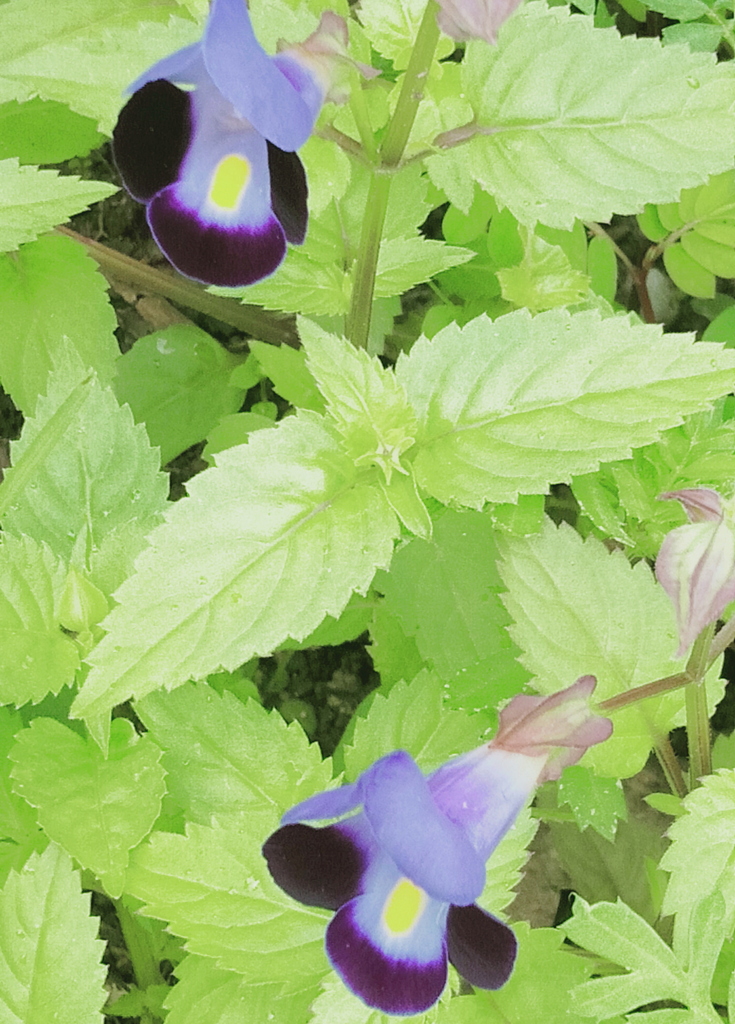 あのね、あのね