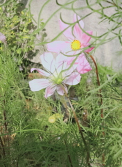 立ち話