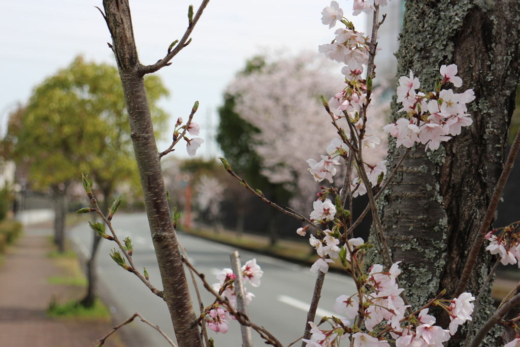 桜道