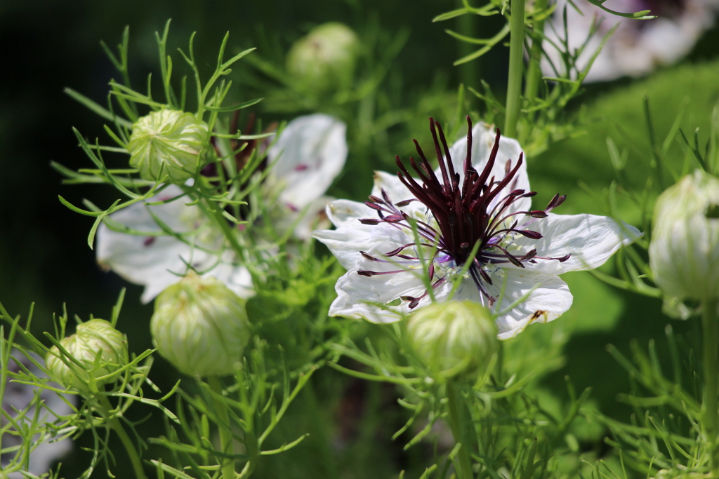 五月の匂い１４