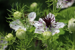 五月の匂い１４