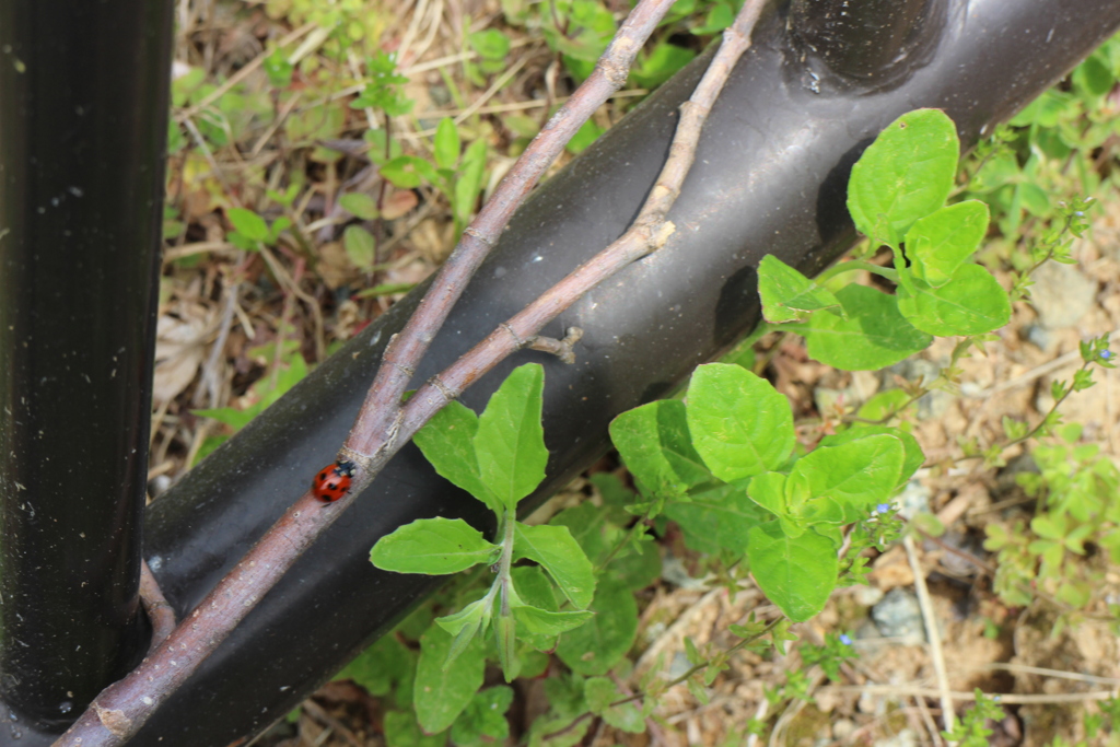 再再度てんとう虫