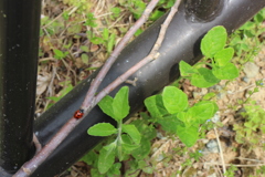 再再度てんとう虫