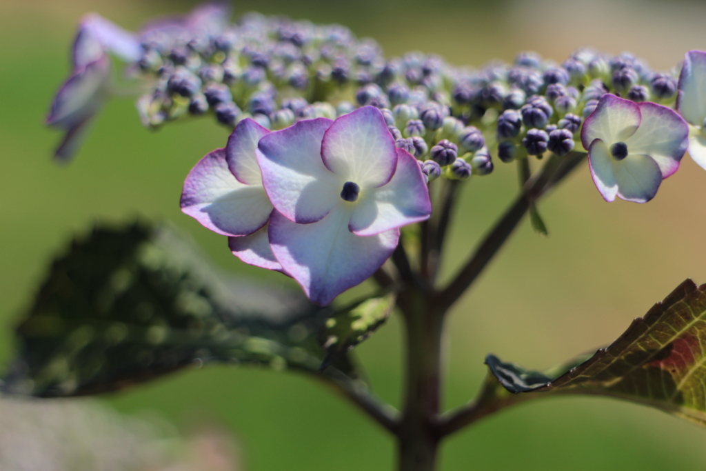 紫陽花1