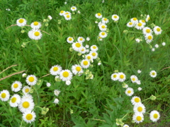 「父」って読めるのは私だけ？