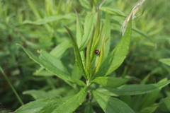 てんとう虫との出会い