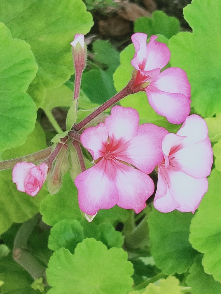 ピンクの花びら