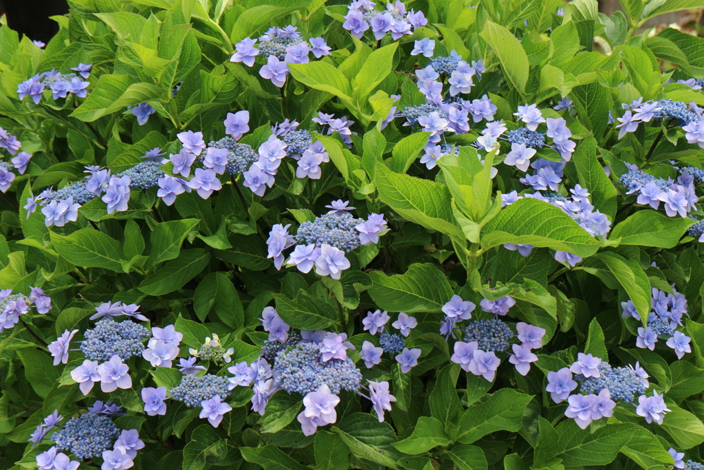 みんなでお出迎え