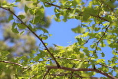 五月のイチョウ