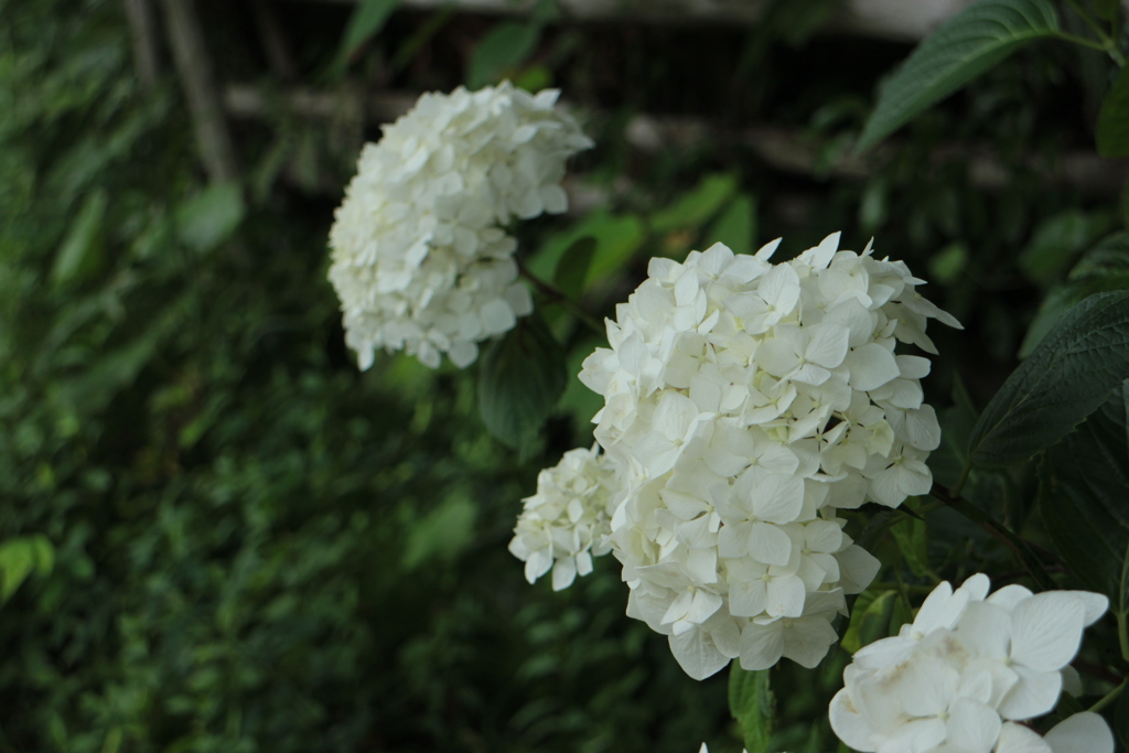 紫陽花4