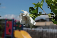 公園のクチナシ