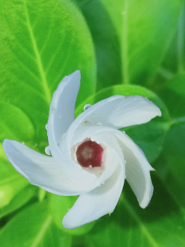 もうすぐ咲くよ