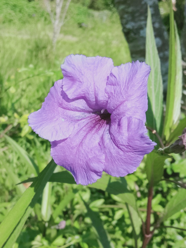 散歩道で出会った