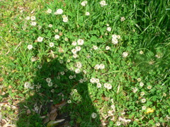 シロツメクサと私