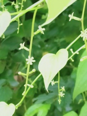 天使の音符