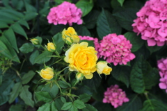 バラとあじさい