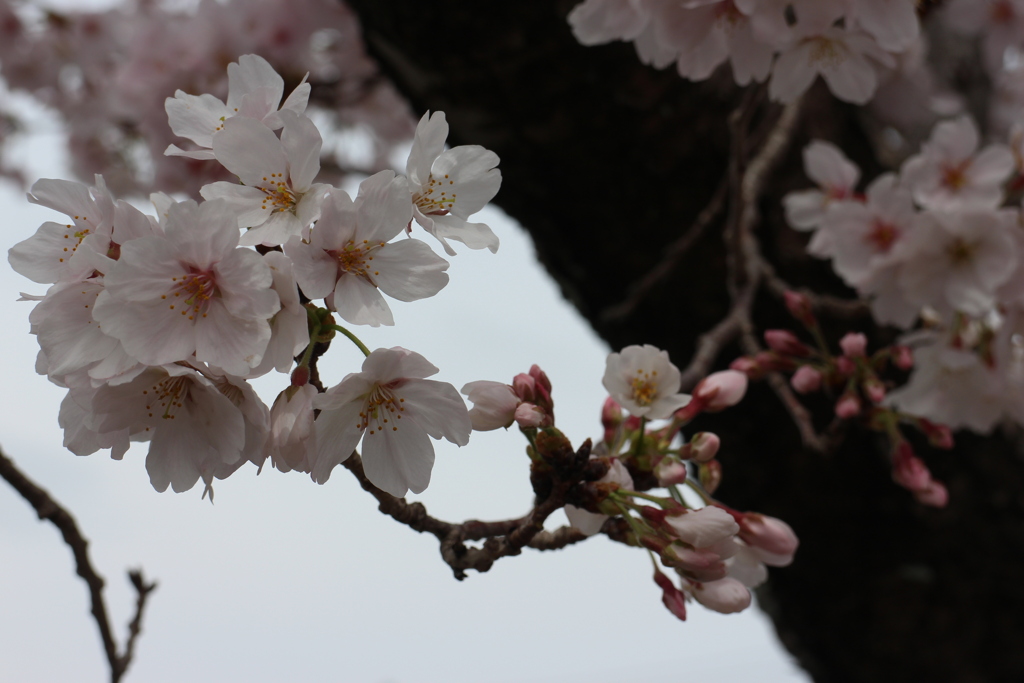 桜3