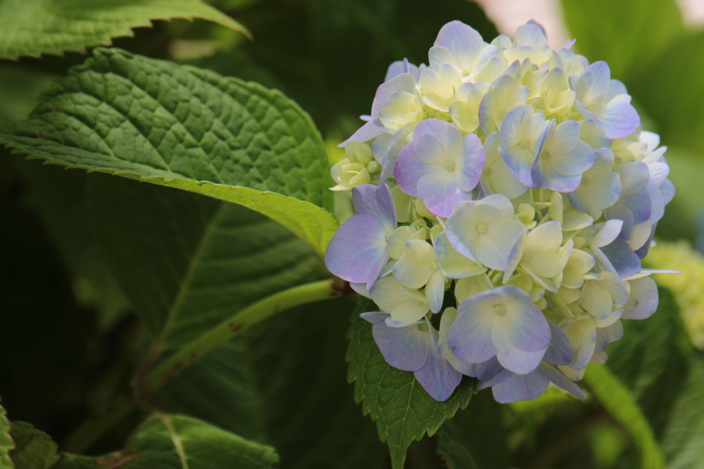 紫陽花３