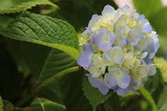 紫陽花３