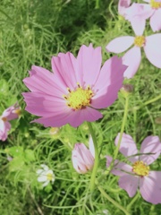 コスモス2