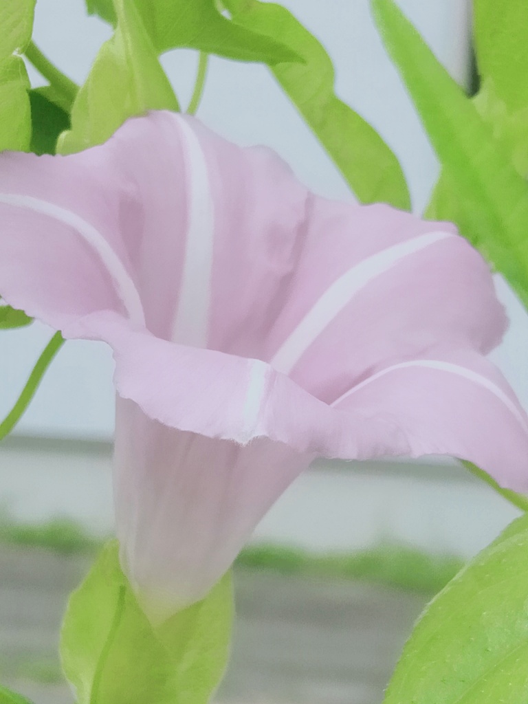 朝顔