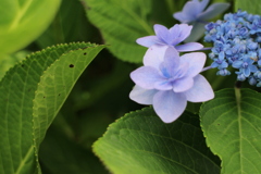紫陽花3