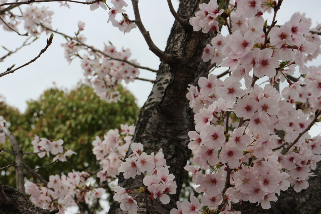 桜6