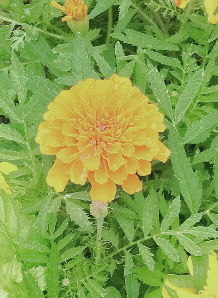 オレンジ
