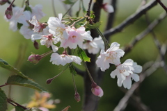 桜かなぁ~嬉しい出会い