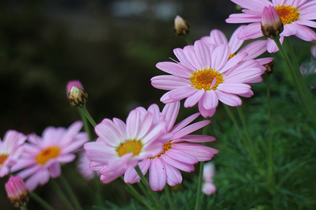 ピンクの花