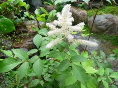 実家の庭　白さが素敵