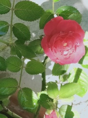 水も滴る