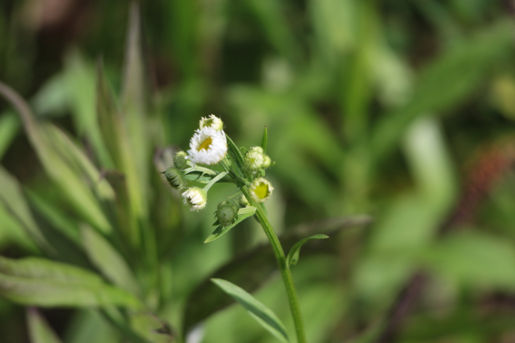 風に吹かれて。嬉しい出会い