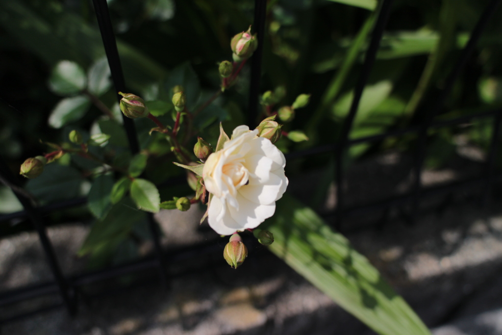 白くて小さいバラ