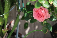 ここで咲いてます